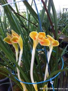 和兰花在一起视频,共赏自然之美